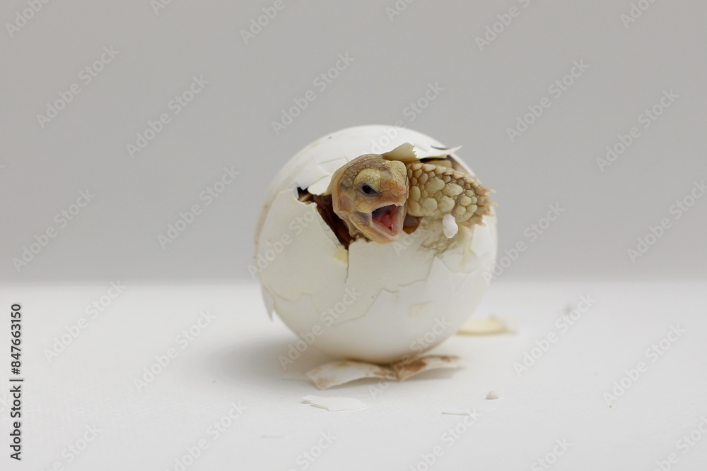 Africa spurred tortoise being born, Tortoise Hatching from Egg, Cute portrait of baby tortoise hatching, Birth of new life,Natural Habitat Africa spurred tortoise being born, Tortoise Hatching from Egg, Cute portrait of baby tortoise hatching, Birth of new life,Natural Habitat