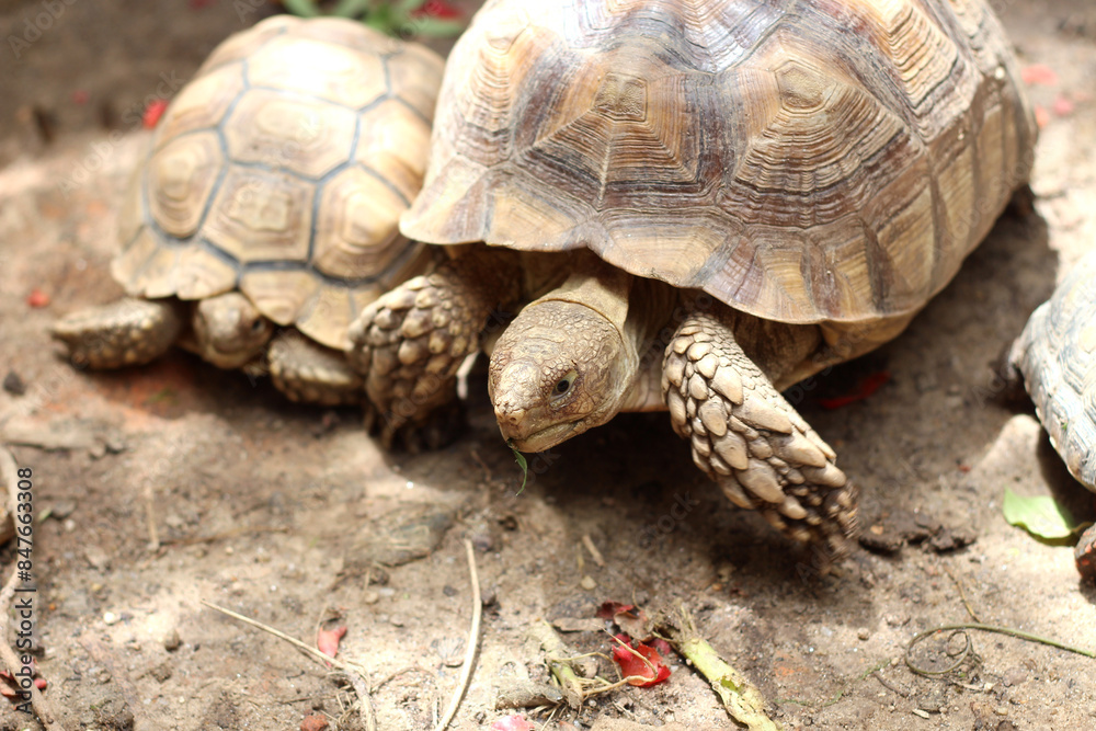 African Sulcata Tortoise Natural Habitat,Close up African spurred tortoise resting in the garden, Slow life ,Africa spurred tortoise sunbathe on ground with his protective shell ,Beautiful Tortoise African Sulcata Tortoise Natural Habitat,Close up African spurred tortoise resting in the garden, Slow life ,Africa spurred tortoise sunbathe on ground with his protective shell ,Beautiful Tortoise