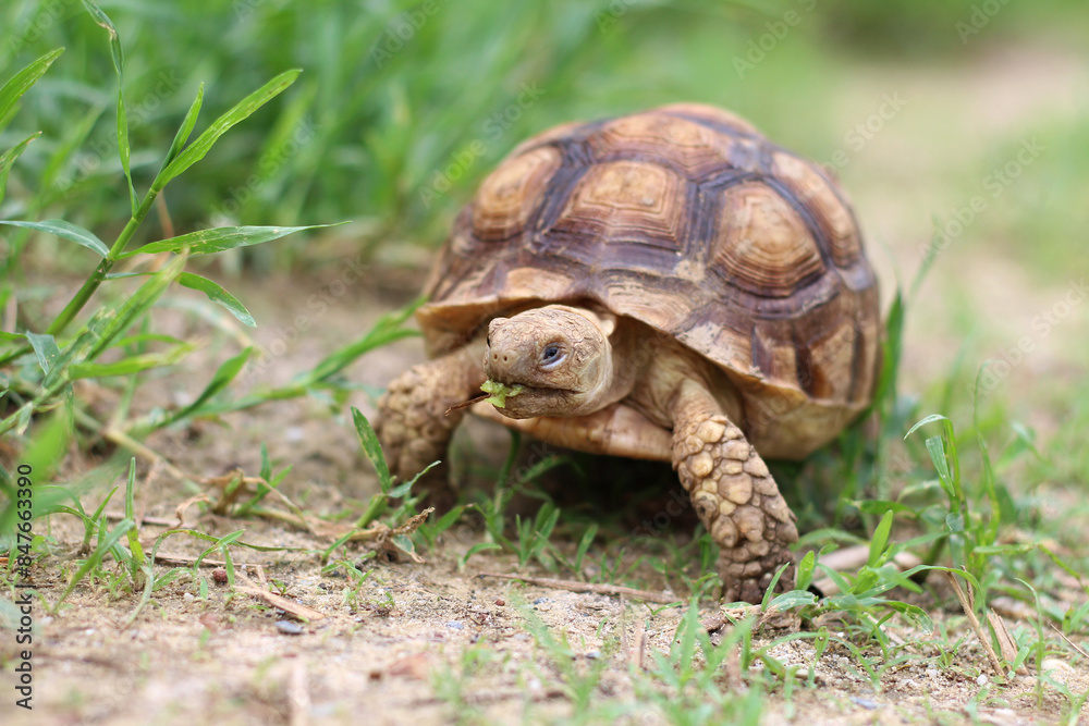 African Sulcata Tortoise Natural Habitat,Close up African spurred tortoise resting in the garden, Slow life ,Africa spurred tortoise sunbathe on ground with his protective shell ,Beautiful Tortoise African Sulcata Tortoise Natural Habitat,Close up African spurred tortoise resting in the garden, Slow life ,Africa spurred tortoise sunbathe on ground with his protective shell ,Beautiful Tortoise