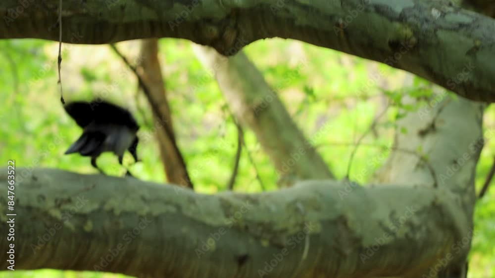 A hooded crow descends to a tree branch, gripping a small twig in its beak. Capturing urban wildlife behavior in a natural setting. A hooded crow descends to a tree branch, gripping a small twig in its beak. Capturing urban wildlife behavior in a natural setting.