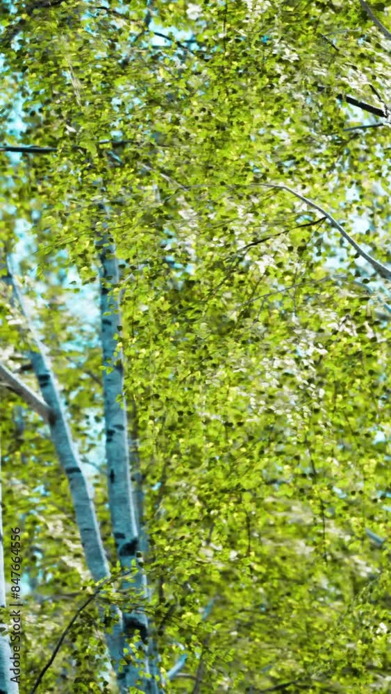 white birch trees in the forest in summer white birch trees in the forest in summer
