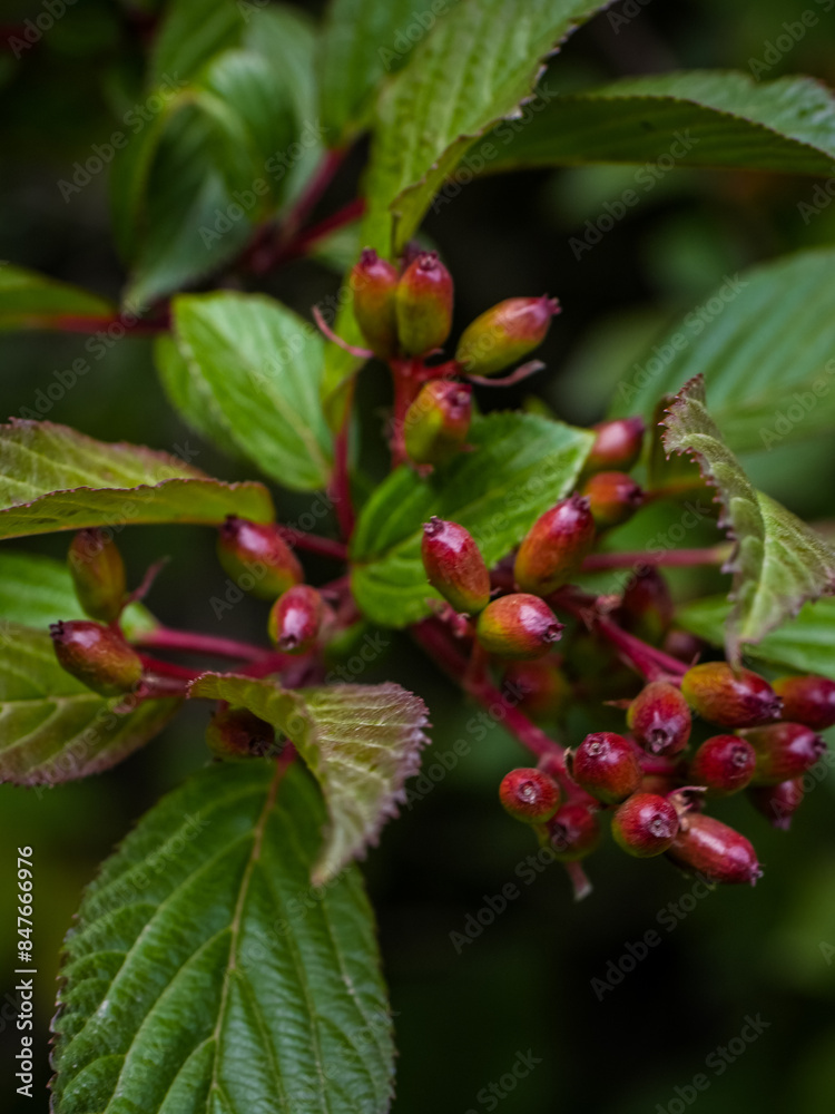 Wild flowers from Valley of Flower Nandadevi national park Uttarakhand Wild flowers from Valley of Flower Nandadevi national park Uttarakhand