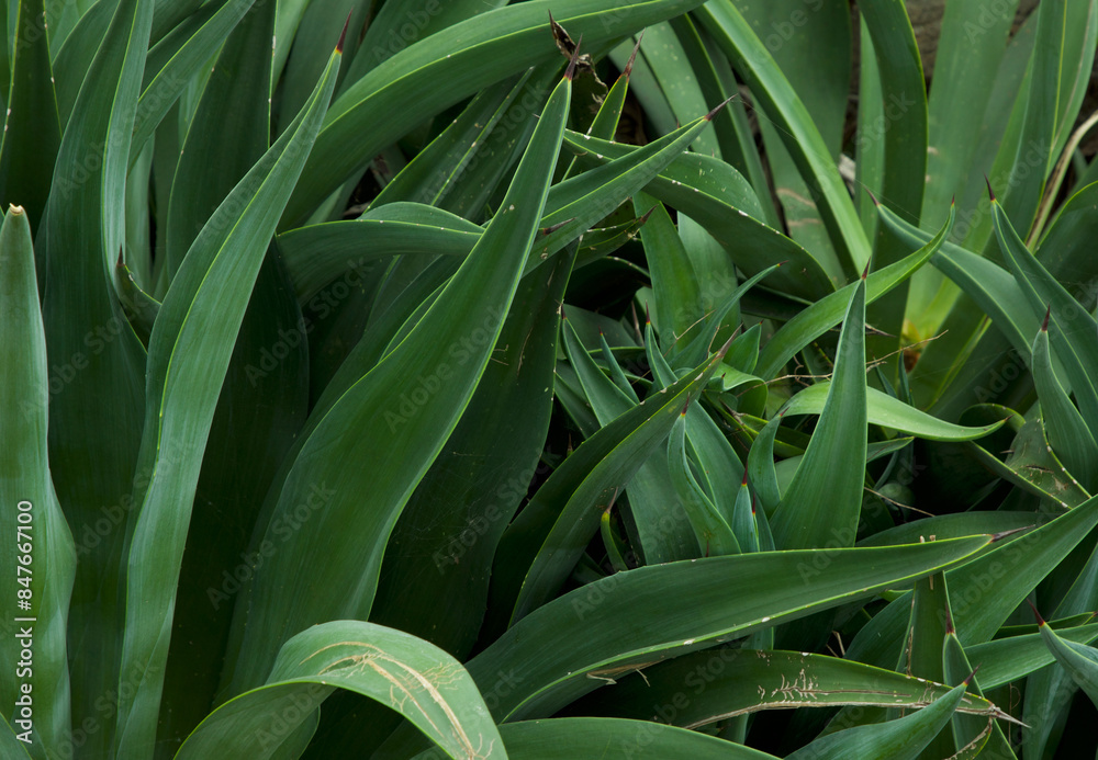 Obraz premium Green leaves in garden. Green leaves background.