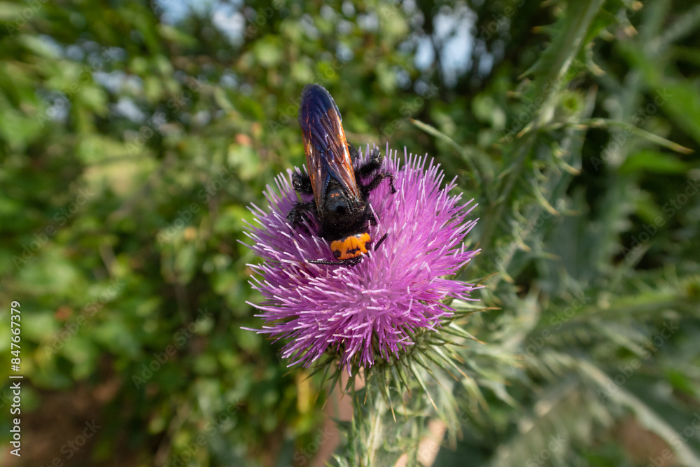 Megascolia maculata flavifrons