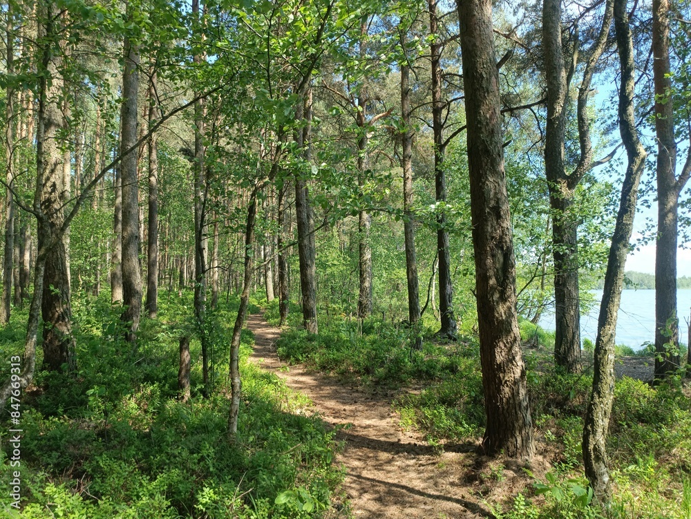 Rekyva forest during sunny summer day. Pine and birch tree woodland. Blueberry bushes are growing in woods. Sunny day with white and gray clouds in sky. Summer season. Nature. Rekyvos miskas. Rekyva forest during sunny summer day. Pine and birch tree woodland. Blueberry bushes are growing in woods. Sunny day with white and gray clouds in sky. Summer season. Nature. Rekyvos miskas.