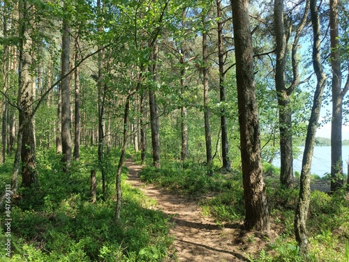 Rekyva forest during sunny summer day. Pine and birch tree woodland. Blueberry bushes are growing in woods. Sunny day with white and gray clouds in sky. Summer season. Nature. Rekyvos miskas.