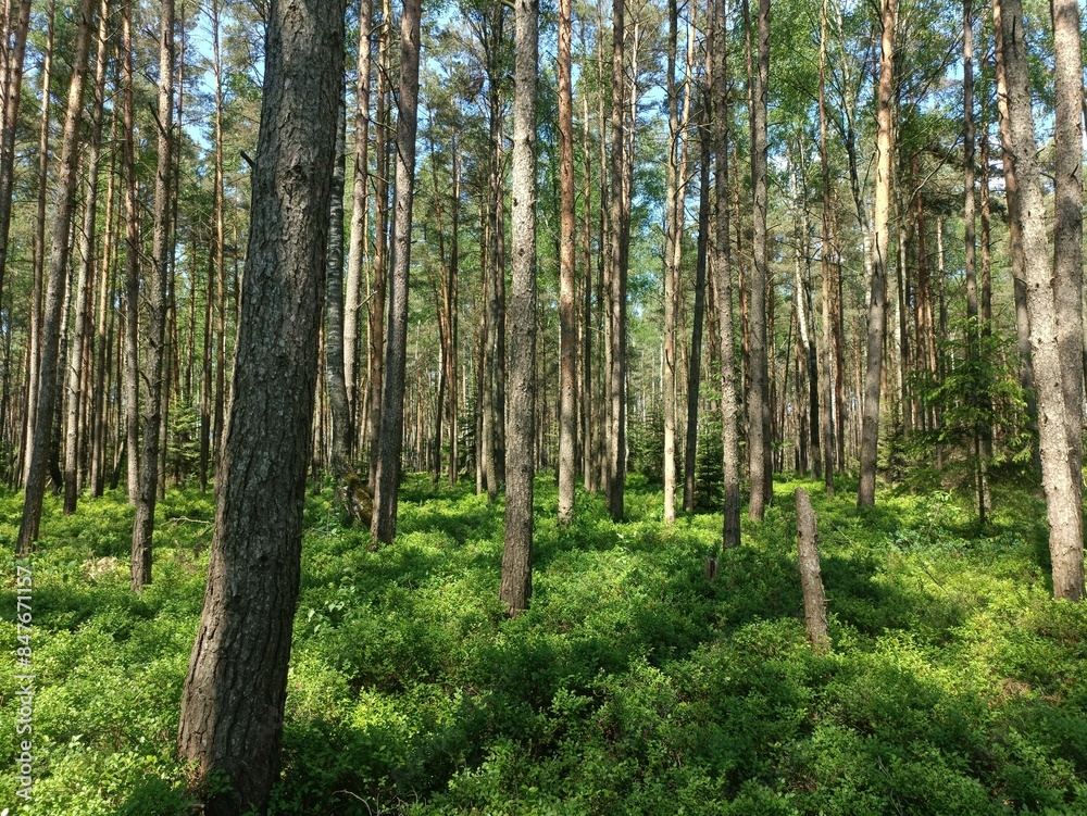 Rekyva forest during sunny summer day. Pine and birch tree woodland. Blueberry bushes are growing in woods. Sunny day with white and gray clouds in sky. Summer season. Nature. Rekyvos miskas. Rekyva forest during sunny summer day. Pine and birch tree woodland. Blueberry bushes are growing in woods. Sunny day with white and gray clouds in sky. Summer season. Nature. Rekyvos miskas.