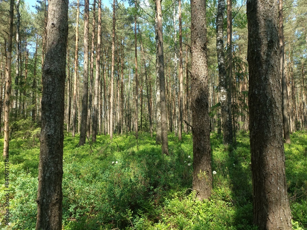 Rekyva forest during sunny summer day. Pine and birch tree woodland. Blueberry bushes are growing in woods. Sunny day with white and gray clouds in sky. Summer season. Nature. Rekyvos miskas. Rekyva forest during sunny summer day. Pine and birch tree woodland. Blueberry bushes are growing in woods. Sunny day with white and gray clouds in sky. Summer season. Nature. Rekyvos miskas.