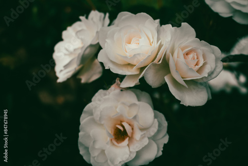 Fototapeta Naklejka Na Ścianę i Meble -  White roses on dark green background, toned image. Street garden flowers. Flower bed with white and pink roses. Love and romance concept. Garden roses, close up. Rose garden in bloom.