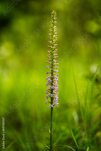 Dziko rosnący storczyk - gółka