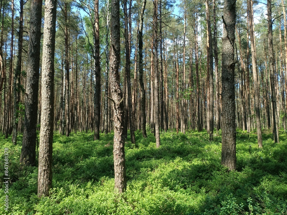 Rekyva forest during sunny summer day. Pine and birch tree woodland. Blueberry bushes are growing in woods. Sunny day with white and gray clouds in sky. Summer season. Nature. Rekyvos miskas. Rekyva forest during sunny summer day. Pine and birch tree woodland. Blueberry bushes are growing in woods. Sunny day with white and gray clouds in sky. Summer season. Nature. Rekyvos miskas.