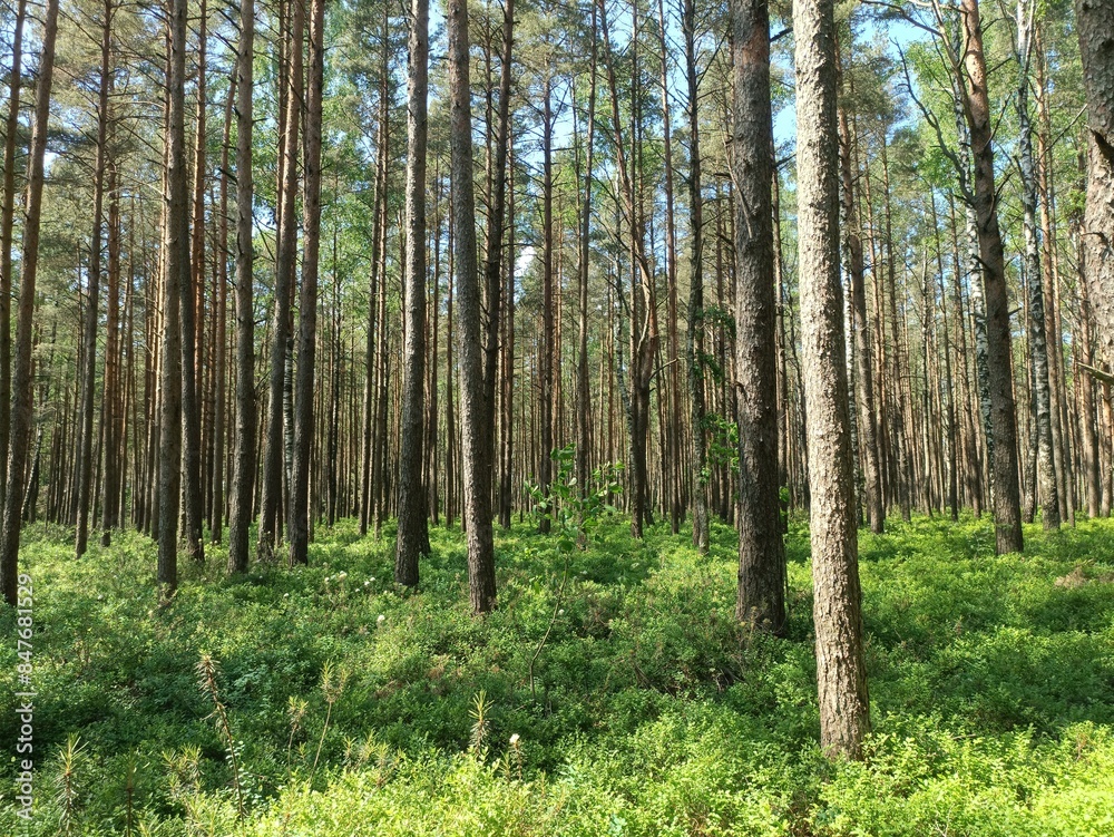 Rekyva forest during sunny summer day. Pine and birch tree woodland. Blueberry bushes are growing in woods. Sunny day with white and gray clouds in sky. Summer season. Nature. Rekyvos miskas. Rekyva forest during sunny summer day. Pine and birch tree woodland. Blueberry bushes are growing in woods. Sunny day with white and gray clouds in sky. Summer season. Nature. Rekyvos miskas.