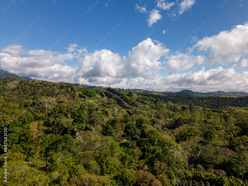 Fototapeta premium Beauty coffee farm in the mountains of Chiriqui, Panama - stock photo