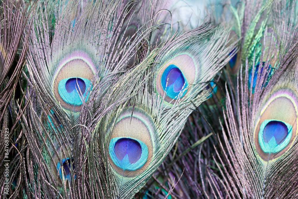 Fototapeta premium Peacock feathers sold at the Batu Caves market in Kuala Lumpur.