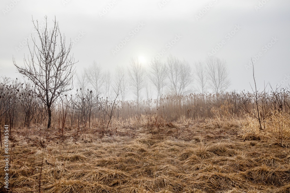Foggy autumn landscape with bare trees and dry grass in a field Foggy autumn landscape with bare trees and dry grass in a field