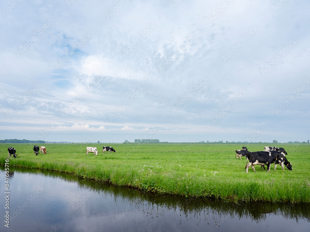 spotted black and white cows in green grassy dutch meadow near canal spotted black and white cows in green grassy dutch meadow near canal