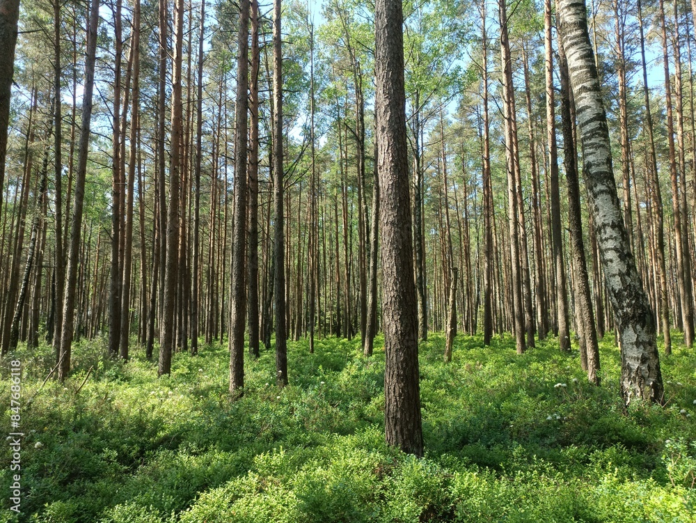 Rekyva forest during sunny summer day. Pine and birch tree woodland. Blueberry bushes are growing in woods. Sunny day with white and gray clouds in sky. Summer season. Nature. Rekyvos miskas. Rekyva forest during sunny summer day. Pine and birch tree woodland. Blueberry bushes are growing in woods. Sunny day with white and gray clouds in sky. Summer season. Nature. Rekyvos miskas.