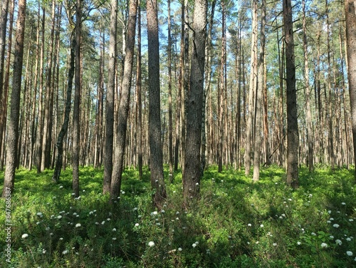 Rekyva forest during sunny summer day. Pine and birch tree woodland. Blueberry bushes are growing in woods. Sunny day with white and gray clouds in sky. Summer season. Nature. Rekyvos miskas.