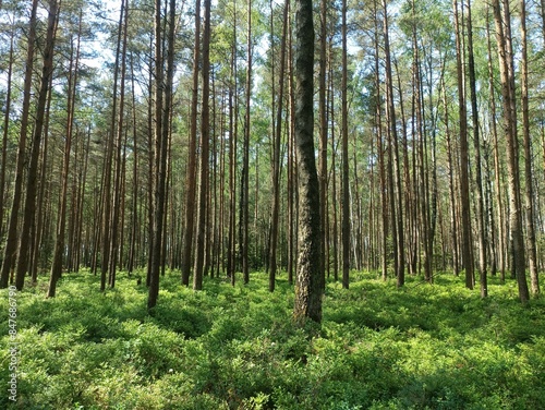 Rekyva forest during sunny summer day. Pine and birch tree woodland. Blueberry bushes are growing in woods. Sunny day with white and gray clouds in sky. Summer season. Nature. Rekyvos miskas.