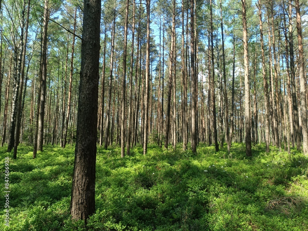 Rekyva forest during sunny summer day. Pine and birch tree woodland. Blueberry bushes are growing in woods. Sunny day with white and gray clouds in sky. Summer season. Nature. Rekyvos miskas. Rekyva forest during sunny summer day. Pine and birch tree woodland. Blueberry bushes are growing in woods. Sunny day with white and gray clouds in sky. Summer season. Nature. Rekyvos miskas.