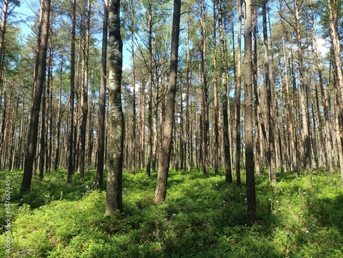 Rekyva forest during sunny summer day. Pine and birch tree woodland. Blueberry bushes are growing in woods. Sunny day with white and gray clouds in sky. Summer season. Nature. Rekyvos miskas.