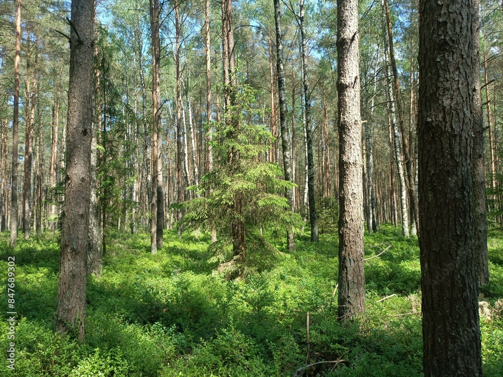 Rekyva forest during sunny summer day. Pine and birch tree woodland. Blueberry bushes are growing in woods. Sunny day with white and gray clouds in sky. Summer season. Nature. Rekyvos miskas. Rekyva forest during sunny summer day. Pine and birch tree woodland. Blueberry bushes are growing in woods. Sunny day with white and gray clouds in sky. Summer season. Nature. Rekyvos miskas.