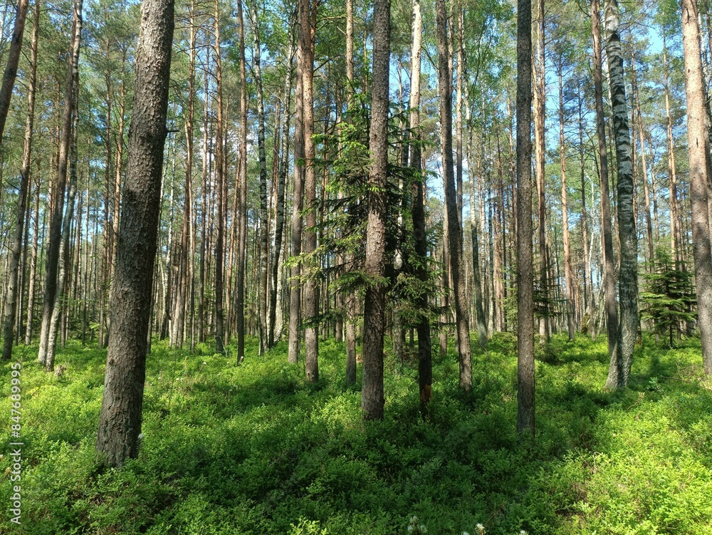 Rekyva forest during sunny summer day. Pine and birch tree woodland. Blueberry bushes are growing in woods. Sunny day with white and gray clouds in sky. Summer season. Nature. Rekyvos miskas. Rekyva forest during sunny summer day. Pine and birch tree woodland. Blueberry bushes are growing in woods. Sunny day with white and gray clouds in sky. Summer season. Nature. Rekyvos miskas.