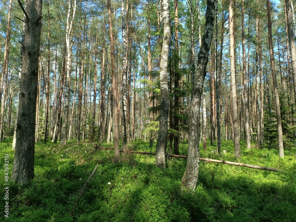 Rekyva forest during sunny summer day. Pine and birch tree woodland. Blueberry bushes are growing in woods. Sunny day with white and gray clouds in sky. Summer season. Nature. Rekyvos miskas. Rekyva forest during sunny summer day. Pine and birch tree woodland. Blueberry bushes are growing in woods. Sunny day with white and gray clouds in sky. Summer season. Nature. Rekyvos miskas.
