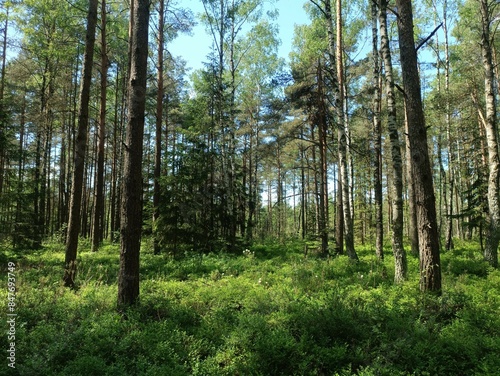Rekyva forest during sunny summer day. Pine and birch tree woodland. Blueberry bushes are growing in woods. Sunny day with white and gray clouds in sky. Summer season. Nature. Rekyvos miskas.