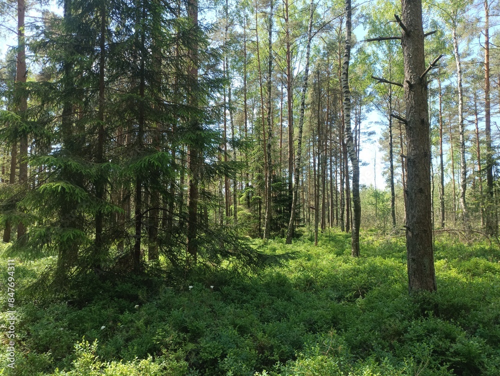 Rekyva forest during sunny summer day. Pine and birch tree woodland. Blueberry bushes are growing in woods. Sunny day with white and gray clouds in sky. Summer season. Nature. Rekyvos miskas. Rekyva forest during sunny summer day. Pine and birch tree woodland. Blueberry bushes are growing in woods. Sunny day with white and gray clouds in sky. Summer season. Nature. Rekyvos miskas.