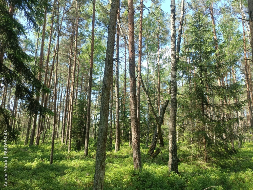 Rekyva forest during sunny summer day. Pine and birch tree woodland. Blueberry bushes are growing in woods. Sunny day with white and gray clouds in sky. Summer season. Nature. Rekyvos miskas. Rekyva forest during sunny summer day. Pine and birch tree woodland. Blueberry bushes are growing in woods. Sunny day with white and gray clouds in sky. Summer season. Nature. Rekyvos miskas.