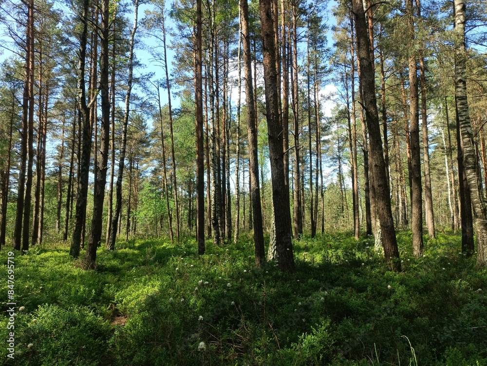 Rekyva forest during sunny summer day. Pine and birch tree woodland. Blueberry bushes are growing in woods. Sunny day with white and gray clouds in sky. Summer season. Nature. Rekyvos miskas. Rekyva forest during sunny summer day. Pine and birch tree woodland. Blueberry bushes are growing in woods. Sunny day with white and gray clouds in sky. Summer season. Nature. Rekyvos miskas.