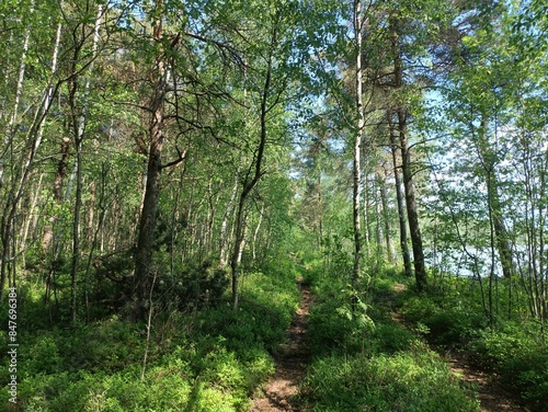 Rekyva forest and lake during sunny summer day. Pine and birch tree woodland. Wavy lake. Bushes and small trees are growing in woods. Sunny day with white clouds in sky. Nature. Rekyvos miskas.