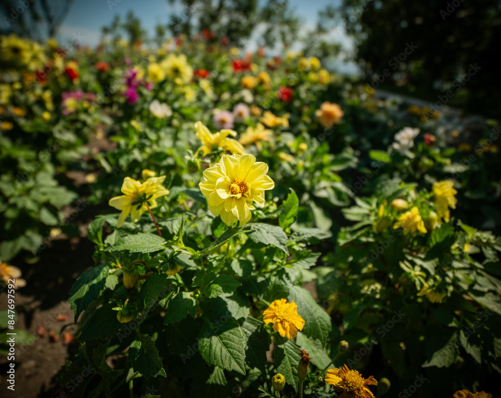 Beautiful dahlia in the garden. Shallow depth of field. Beautiful dahlia in the garden. Shallow depth of field.