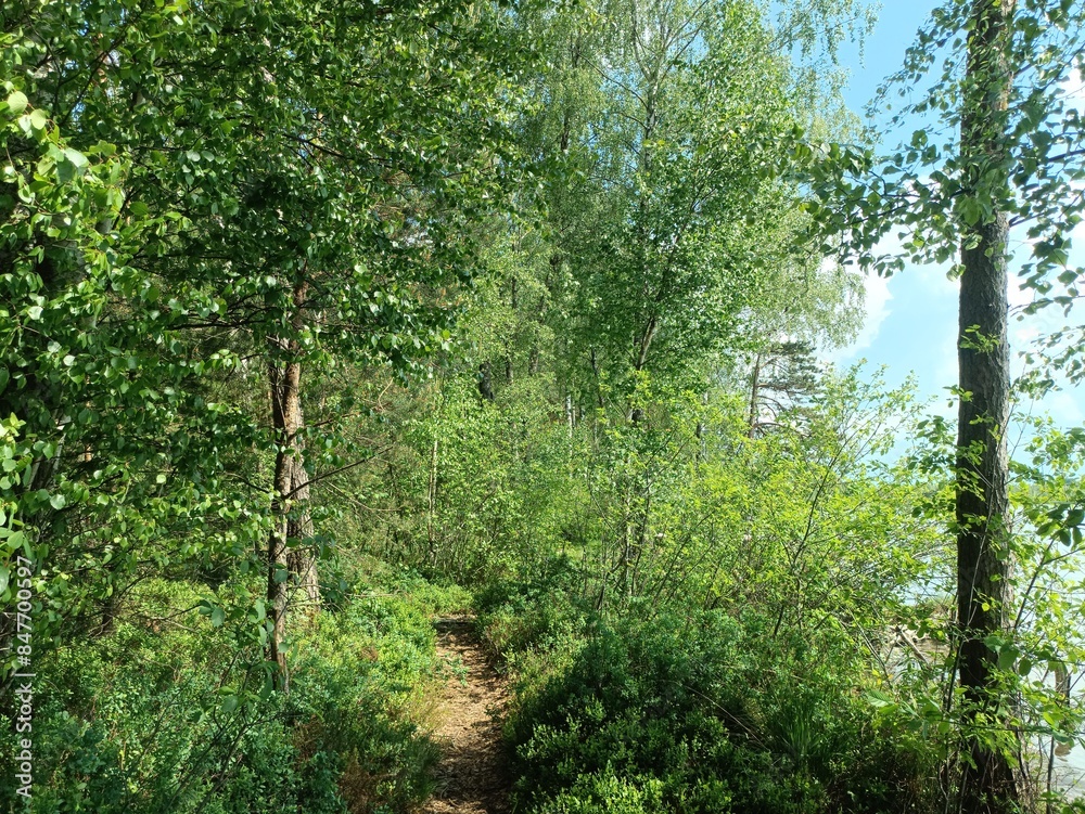 Rekyva forest and lake during sunny summer day. Pine and birch tree woodland. Wavy lake. Bushes and small trees are growing in woods. Sunny day with white clouds in sky. Nature. Rekyvos miskas. Rekyva forest and lake during sunny summer day. Pine and birch tree woodland. Wavy lake. Bushes and small trees are growing in woods. Sunny day with white clouds in sky. Nature. Rekyvos miskas.