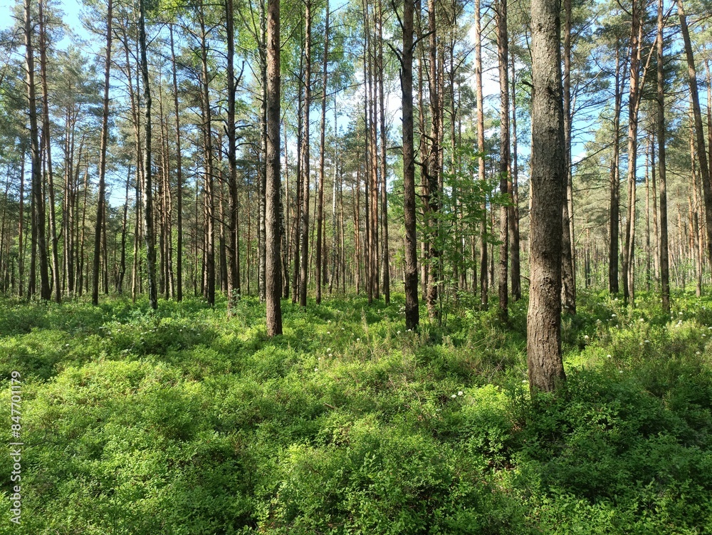 Rekyva forest and lake during sunny summer day. Pine and birch tree woodland. Wavy lake. Bushes and small trees are growing in woods. Sunny day with white clouds in sky. Nature. Rekyvos miskas. Rekyva forest and lake during sunny summer day. Pine and birch tree woodland. Wavy lake. Bushes and small trees are growing in woods. Sunny day with white clouds in sky. Nature. Rekyvos miskas.