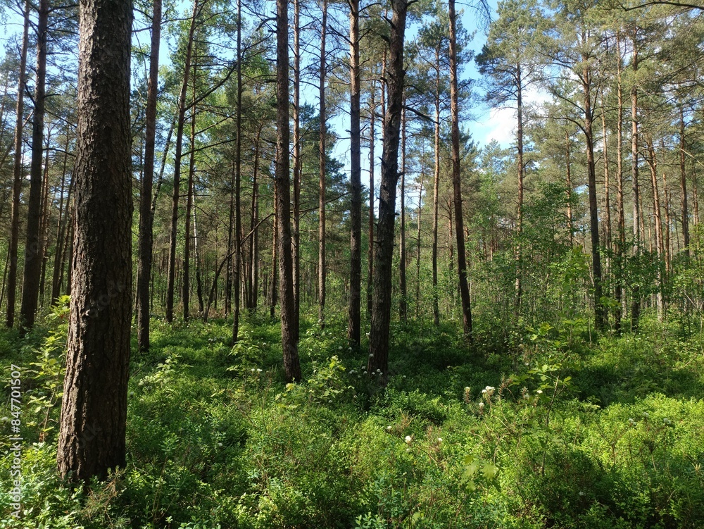Rekyva forest and lake during sunny summer day. Pine and birch tree woodland. Wavy lake. Bushes and small trees are growing in woods. Sunny day with white clouds in sky. Nature. Rekyvos miskas. Rekyva forest and lake during sunny summer day. Pine and birch tree woodland. Wavy lake. Bushes and small trees are growing in woods. Sunny day with white clouds in sky. Nature. Rekyvos miskas.