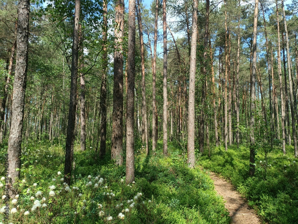 Rekyva forest and lake during sunny summer day. Pine and birch tree woodland. Wavy lake. Bushes and small trees are growing in woods. Sunny day with white clouds in sky. Nature. Rekyvos miskas. Rekyva forest and lake during sunny summer day. Pine and birch tree woodland. Wavy lake. Bushes and small trees are growing in woods. Sunny day with white clouds in sky. Nature. Rekyvos miskas.