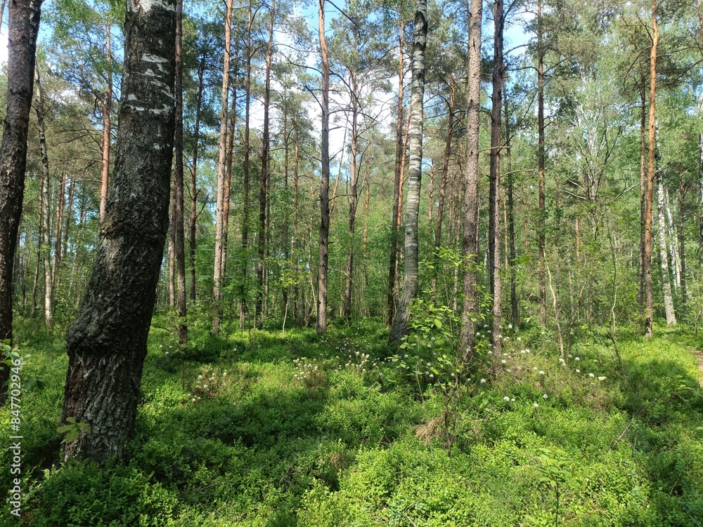 Rekyva forest and lake during sunny summer day. Pine and birch tree woodland. Wavy lake. Bushes and small trees are growing in woods. Sunny day with white clouds in sky. Nature. Rekyvos miskas. Rekyva forest and lake during sunny summer day. Pine and birch tree woodland. Wavy lake. Bushes and small trees are growing in woods. Sunny day with white clouds in sky. Nature. Rekyvos miskas.