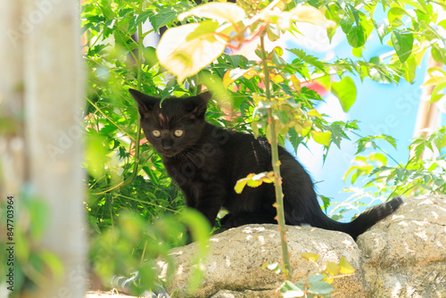 Cats and kittens on the streets of Istanbul © Tatiana