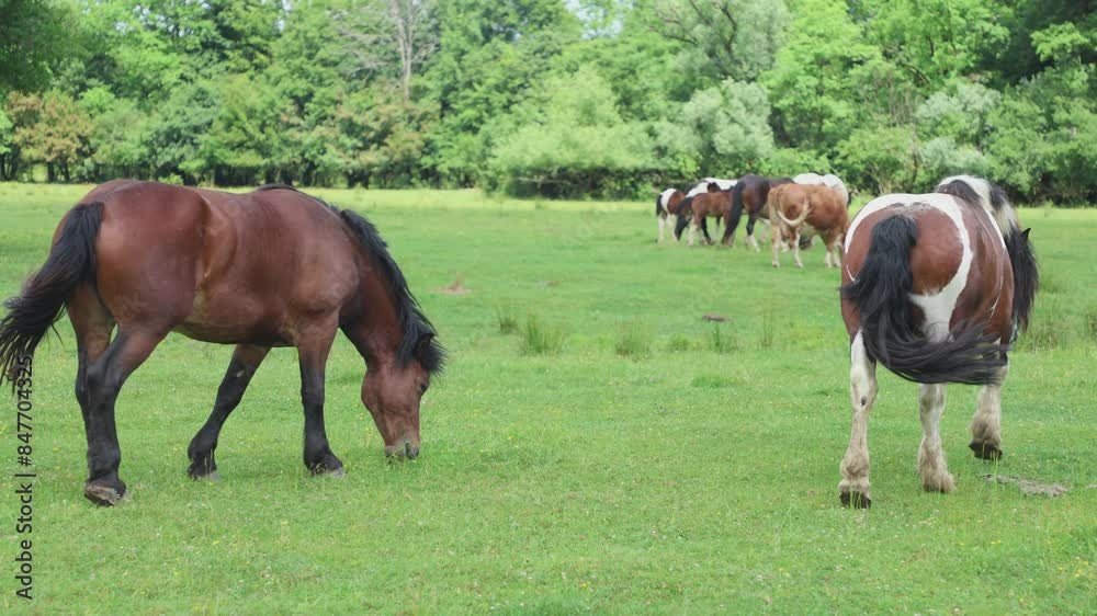 Free grazing horses roam around in Croatia Free grazing horses roam around in Croatia