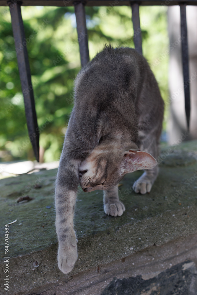 Obraz premium Cats and kittens on the streets of Istanbul