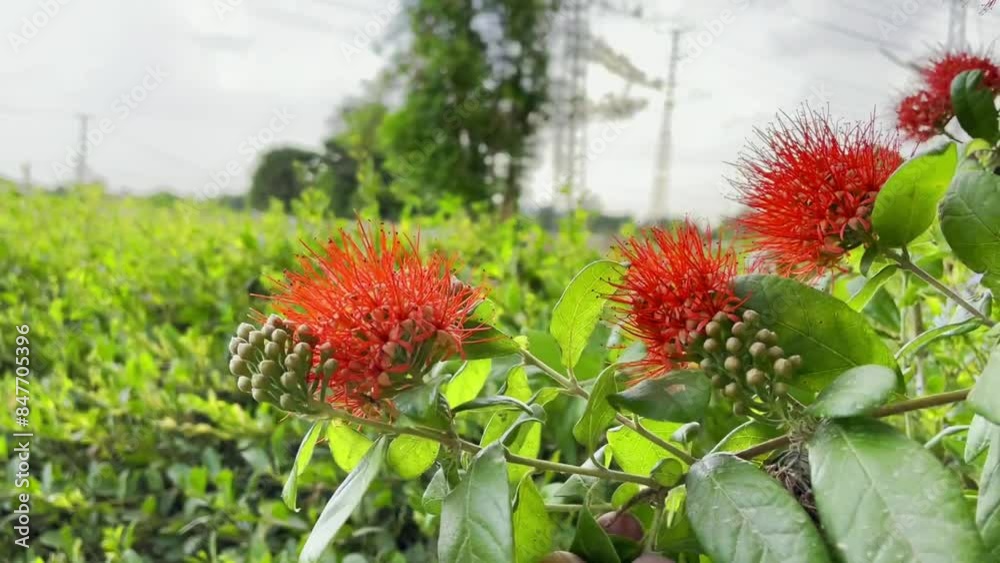 combretum or Combretaceae, Bush willow, Red flowers, flower video, combretum, Combretaceae, Bush willow, natural video. combretum or Combretaceae, Bush willow, Red flowers, flower video, combretum, Combretaceae, Bush willow, natural video.