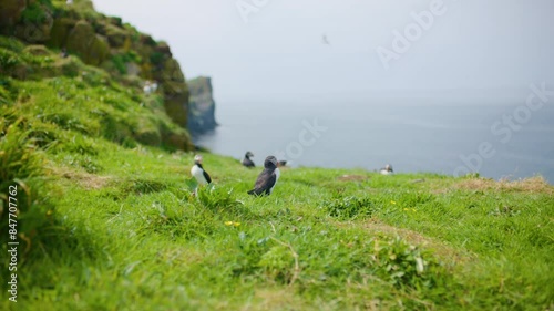 Atlantic Puffins (Fratercula Arctica) near puffinries and burrows, Lunga Island, Scotland photo