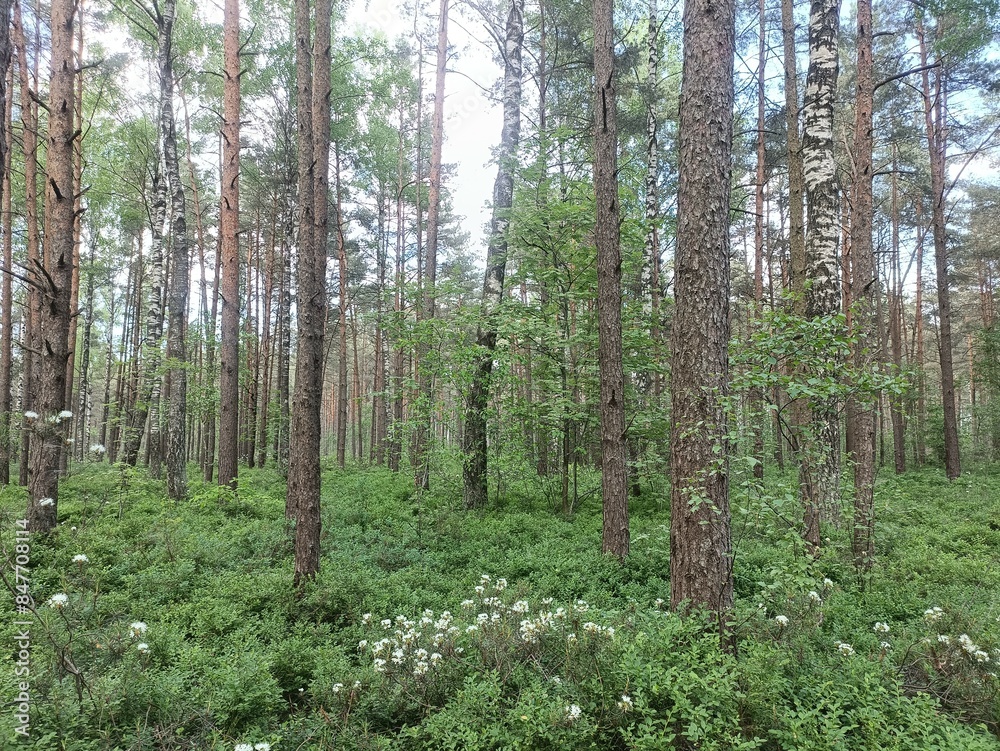 Rekyva forest during sunny summer day. Pine and birch tree woodland. Blueberry bushes are growing in woods. Sunny day with white and gray clouds in sky. Summer season. Nature. Rekyvos miskas. Rekyva forest during sunny summer day. Pine and birch tree woodland. Blueberry bushes are growing in woods. Sunny day with white and gray clouds in sky. Summer season. Nature. Rekyvos miskas.