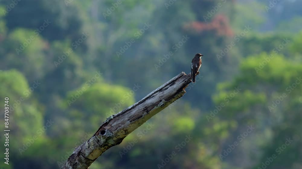 North American migrant Olive-sided Flycatcher wintering in Bolivian rainforest perched on a isolated branch in a forest scene North American migrant Olive-sided Flycatcher wintering in Bolivian rainforest perched on a isolated branch in a forest scene