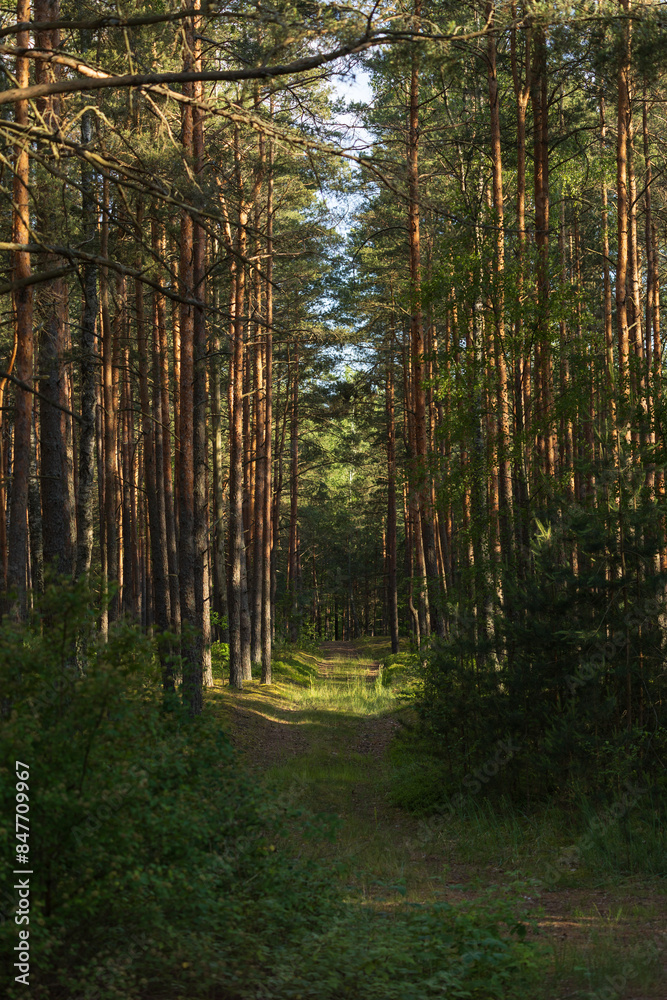 Road path in a park or forest. Beautiful sunny landscape