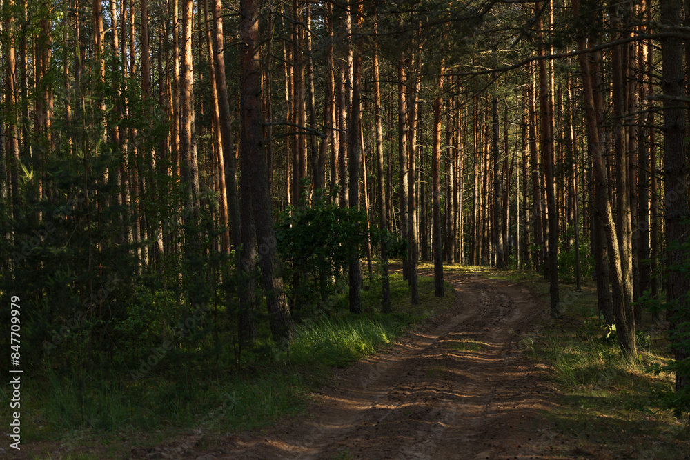Obraz premium Road path in a park or forest. Beautiful sunny landscape