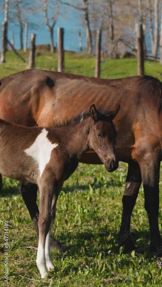 Cute long legged foal shakes head standing by mother eating grass on field at paddock slow motion. Healthy colt with white stain grazes with dam on farm meadow Cute long legged foal shakes head standing by mother eating grass on field at paddock slow motion. Healthy colt with white stain grazes with dam on farm meadow