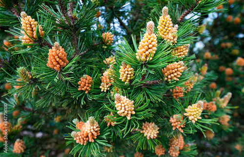 Green pine branches with fresh cones in spring. Pinus. 